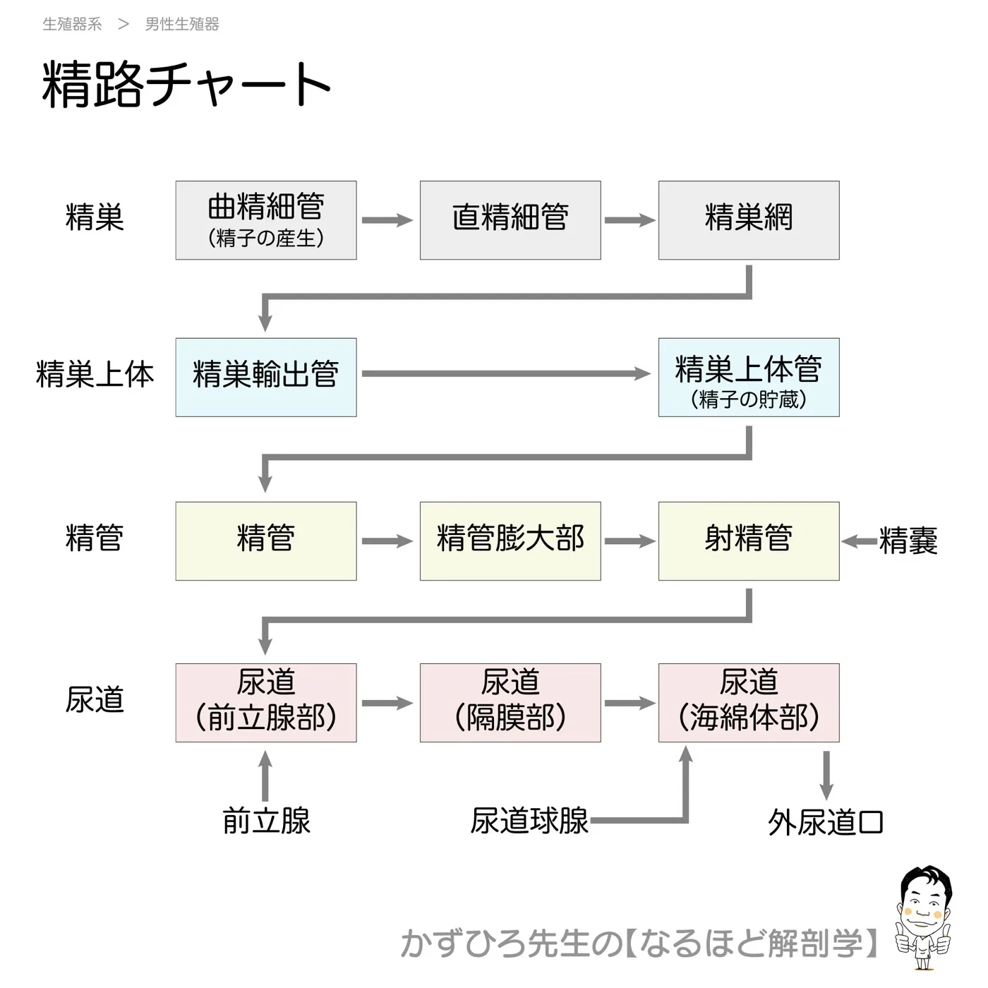 精路チャート