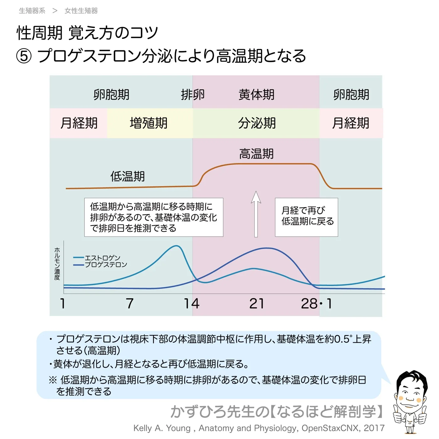 性周期覚え方のコツ-⑤-プロゲステロン分泌により高温期となる