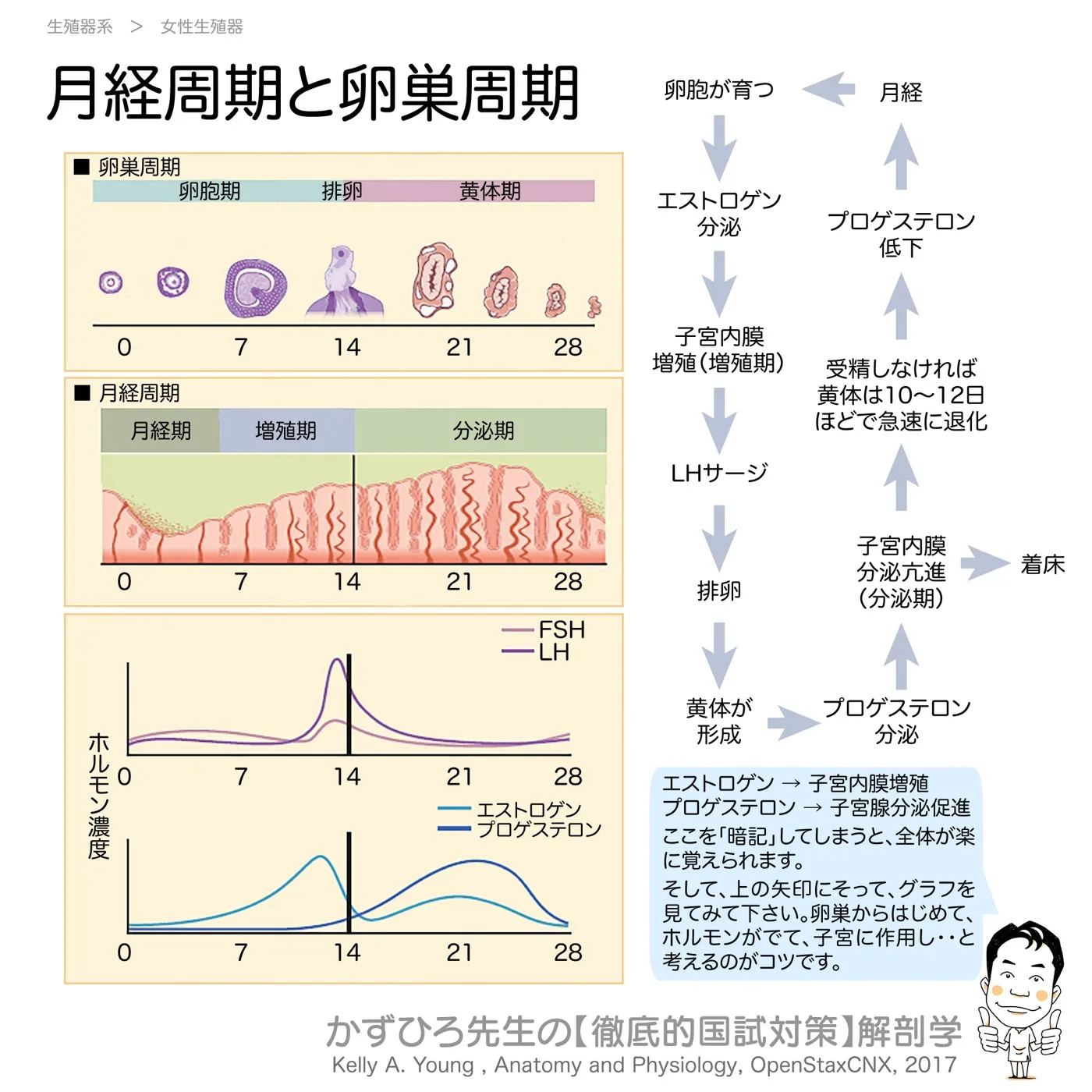 卵巣周期と月経周期