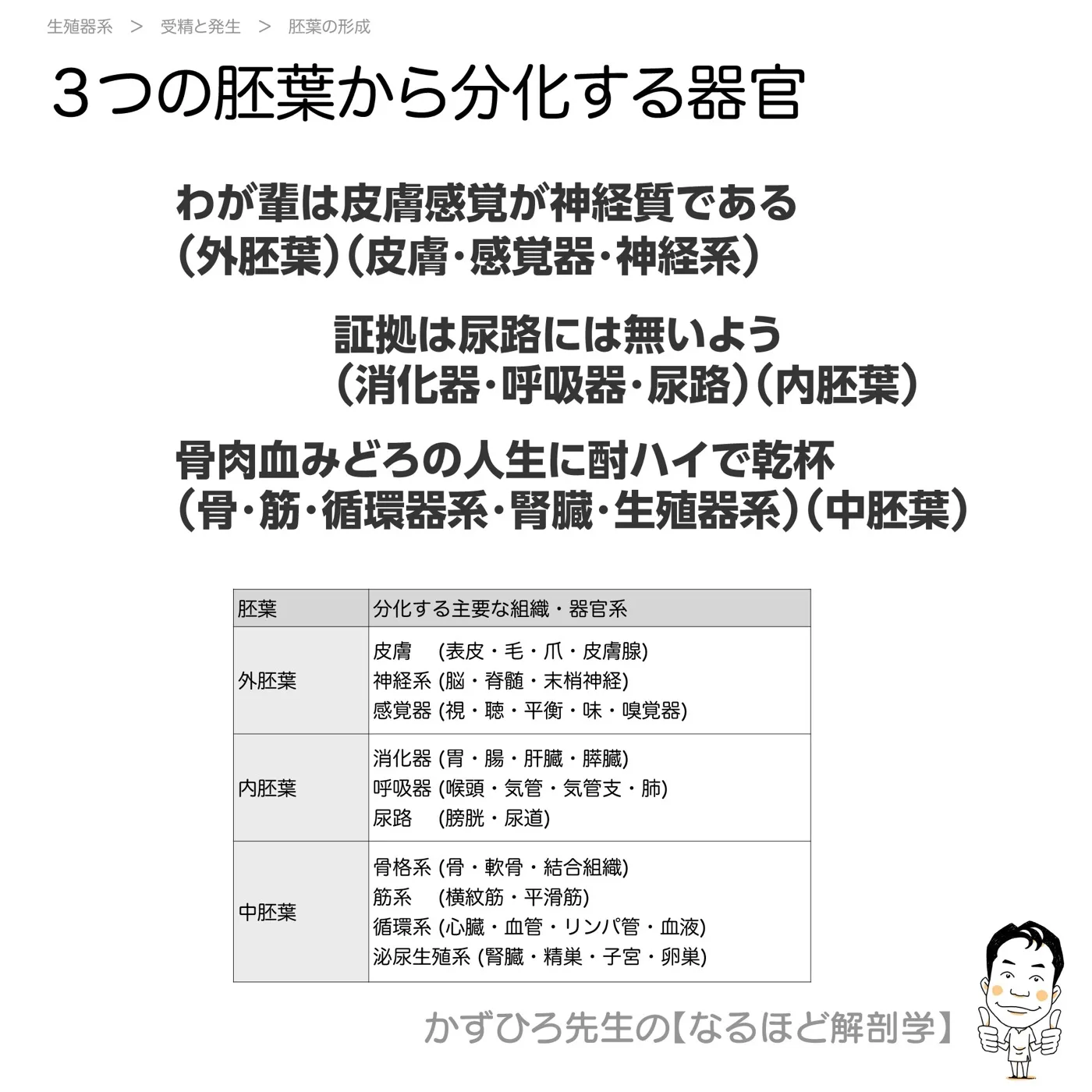 三胚葉から分化するもの