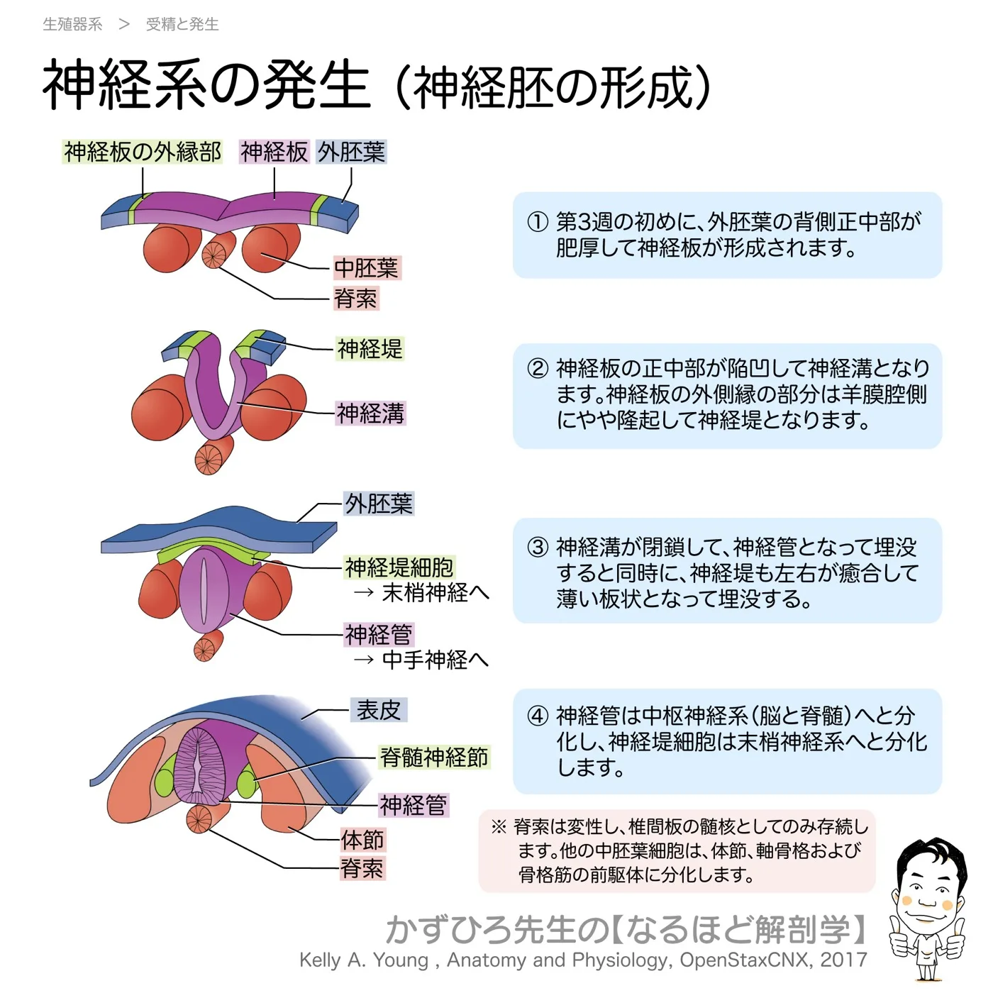 神経胚形成