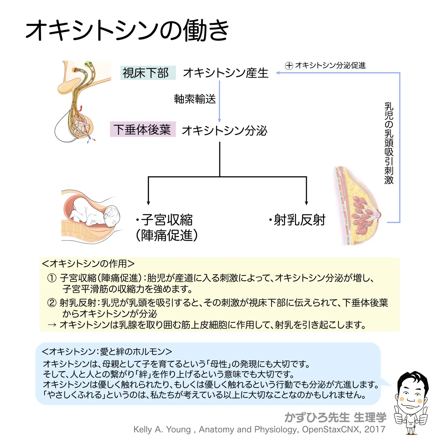 内分泌系-オキシトシン