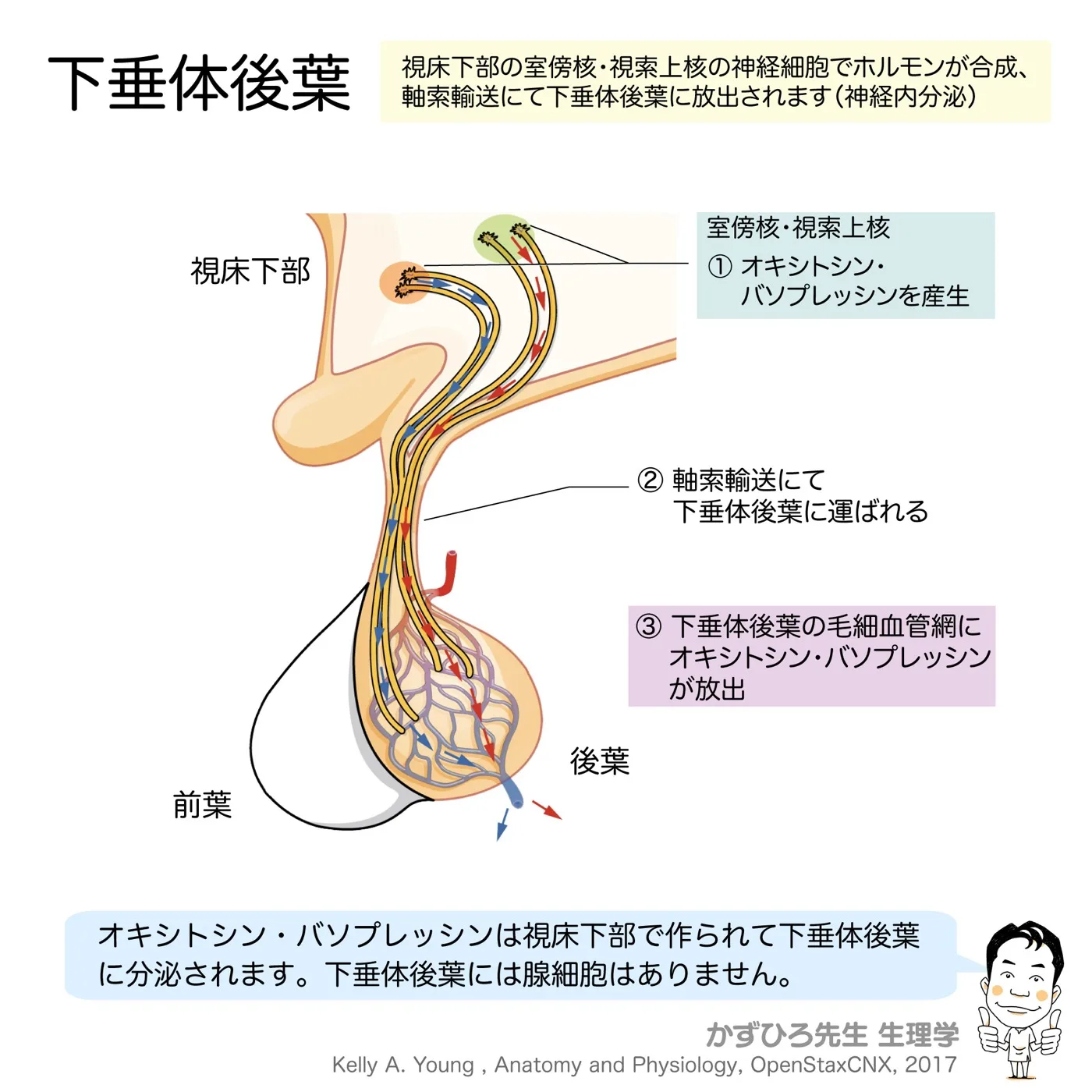 内分泌系-下垂体後葉