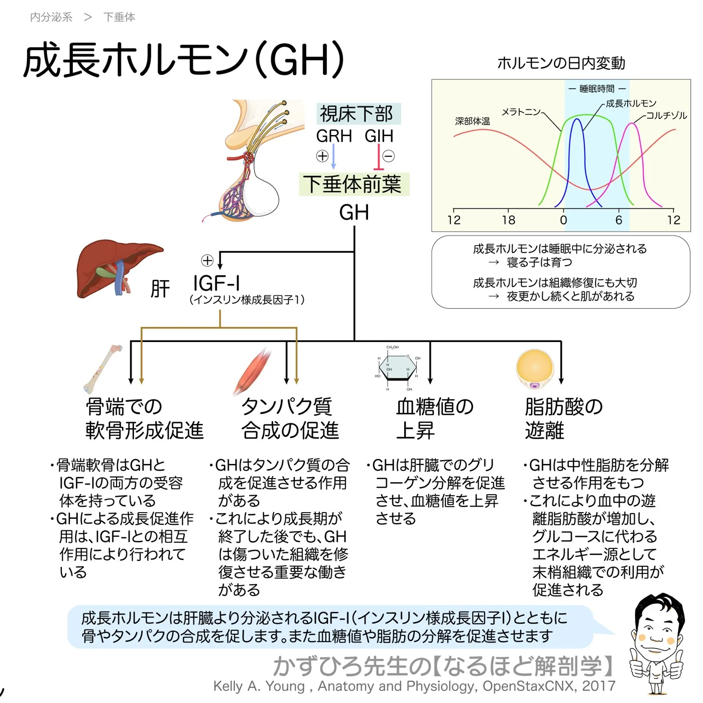 内分泌系-成長ホルモン-GH