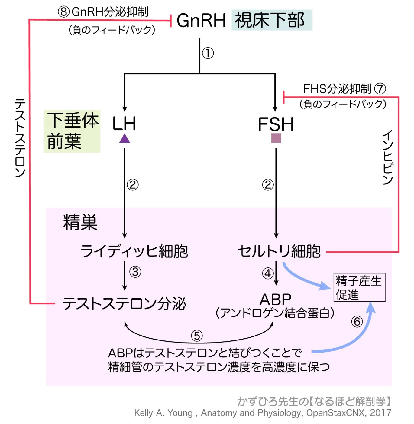 内分泌系-精巣機能のホルモン調節
