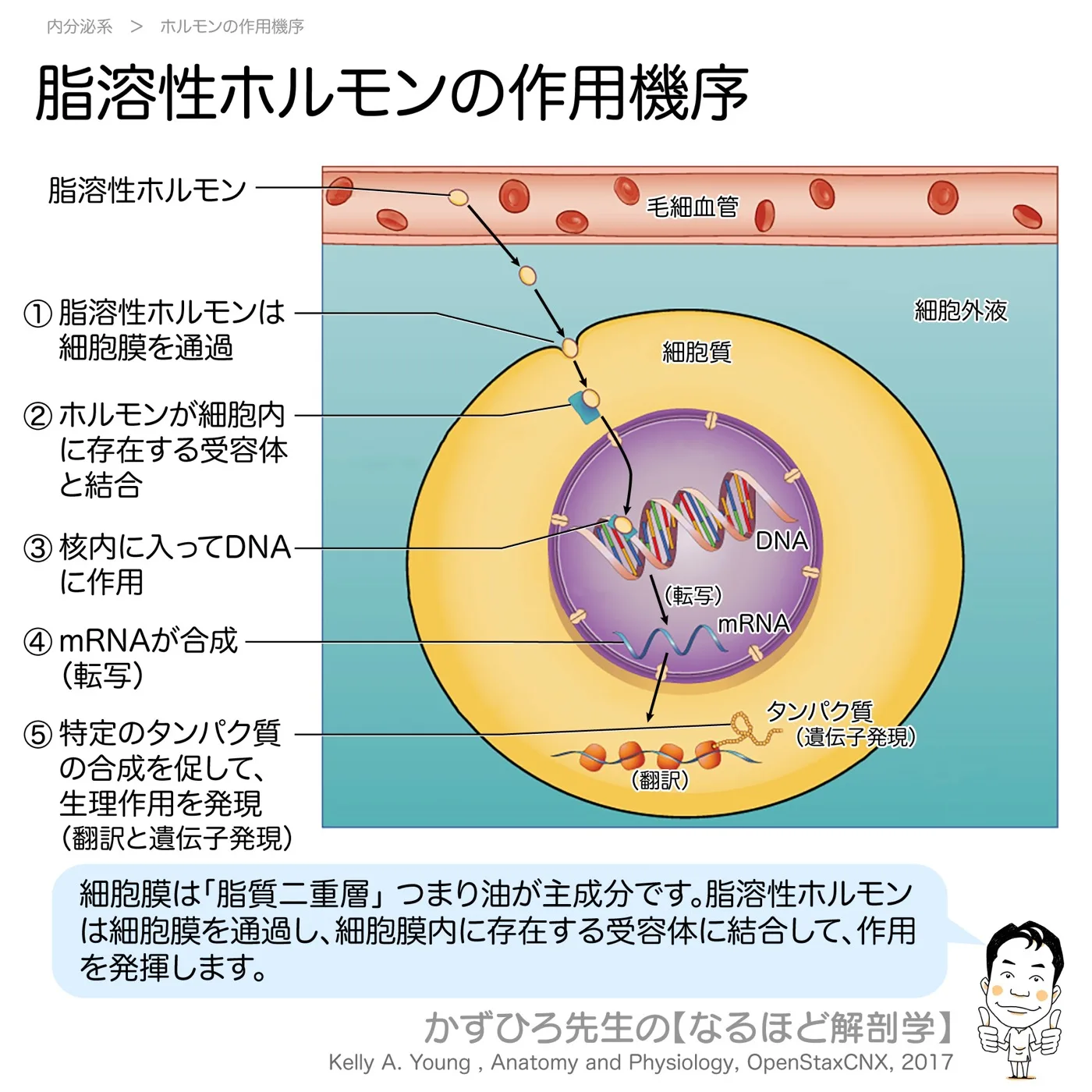 脂溶性ホルモンの作用機序