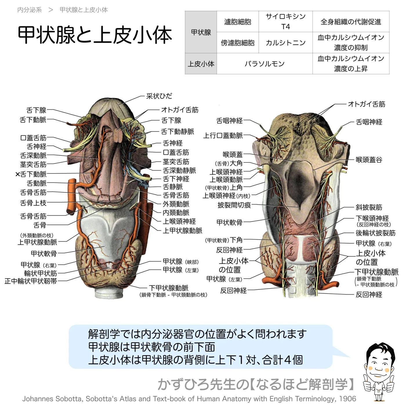 甲状腺と上皮小体