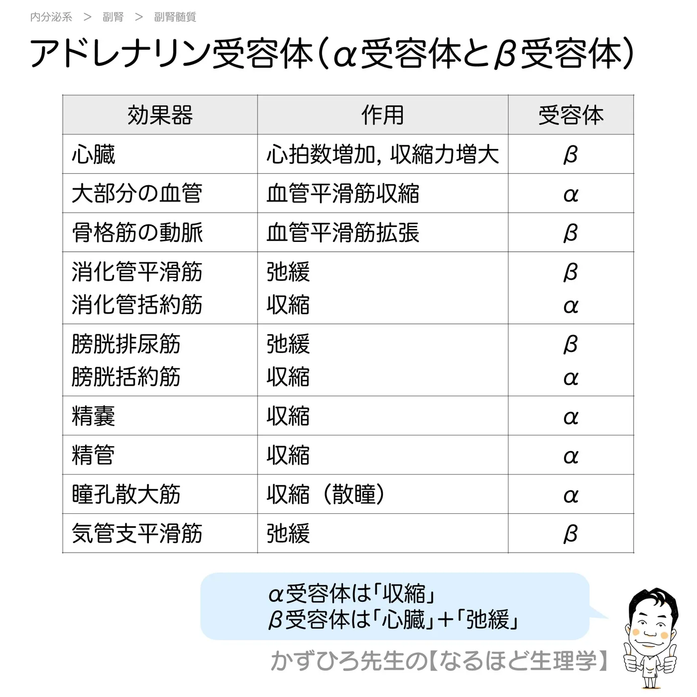 内分泌系-アドレナリン受容体（α受容体とβ受容体）