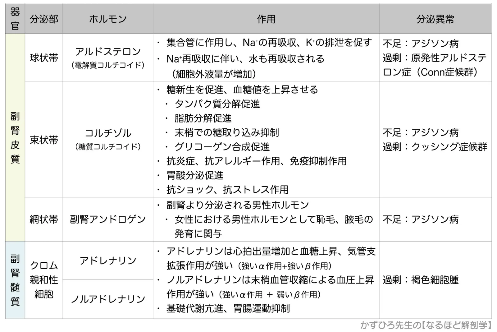 内分泌系-副腎皮質と副腎髄質-ホルモン-一覧