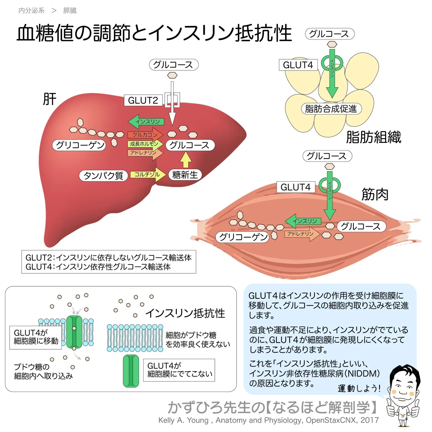 内分泌系-血糖値の調節