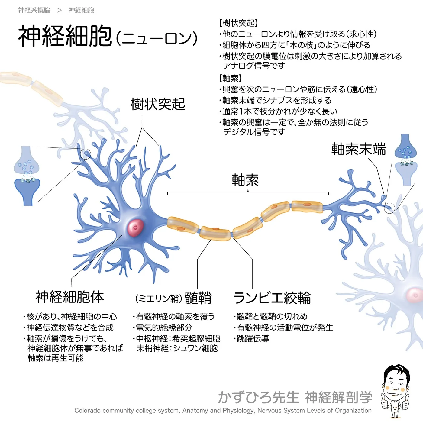 神経細胞(ニューロン)の構造