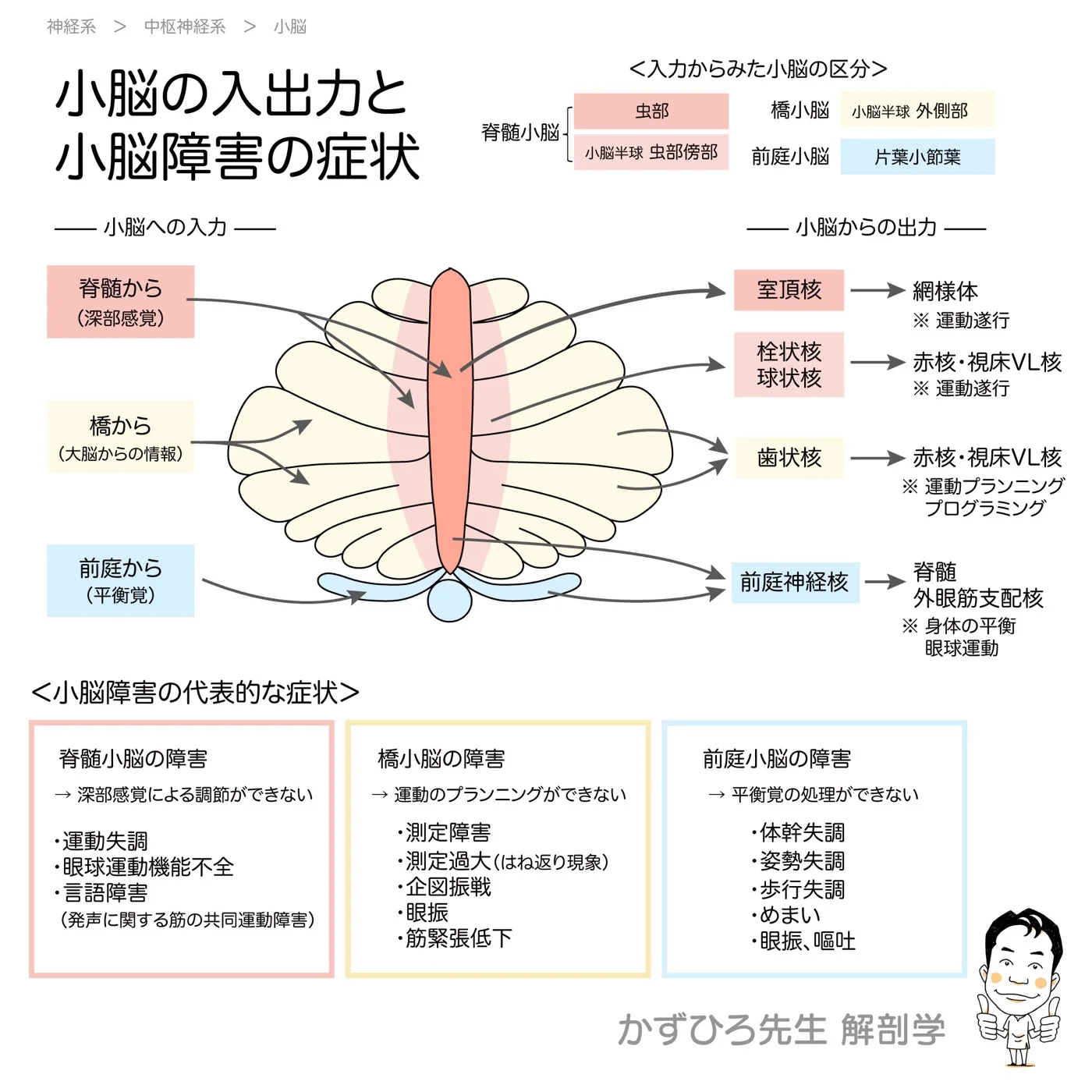 小脳の入出力と小脳障害の症状
