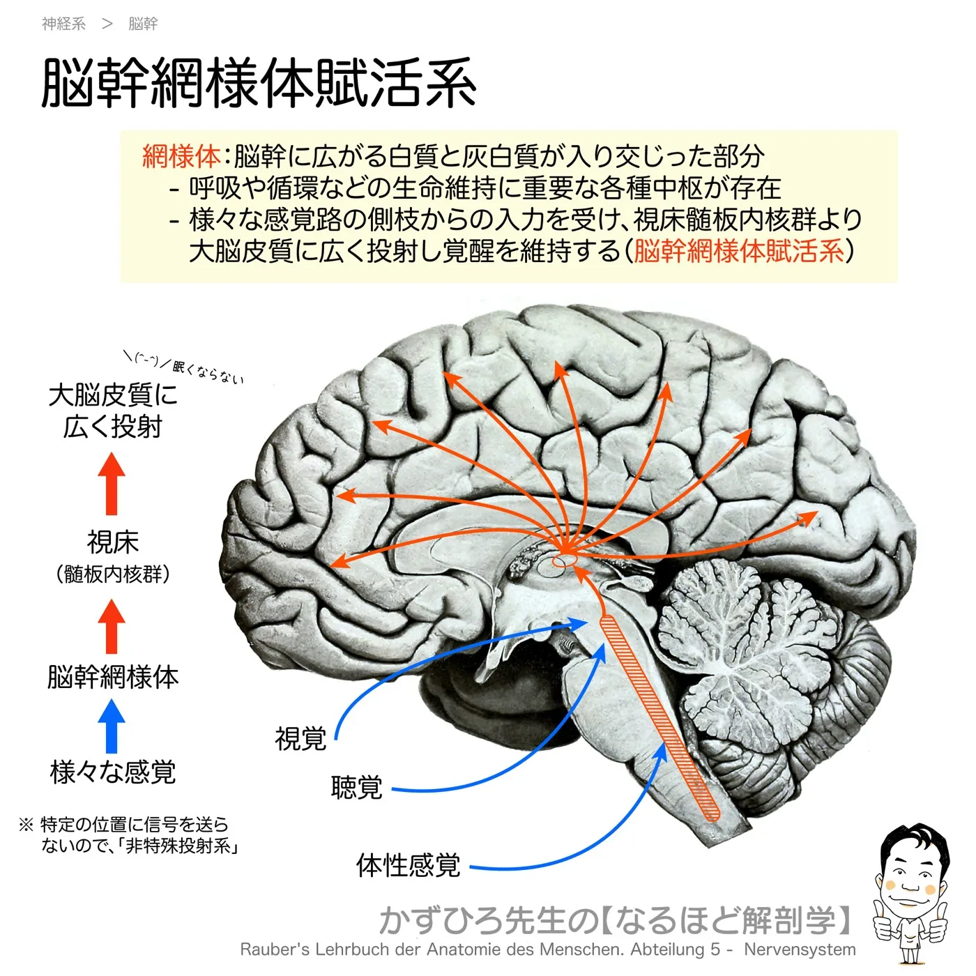 神経系-脳幹網様体賦活系