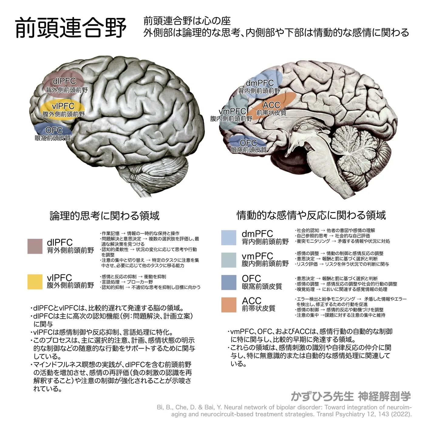 前頭連合野