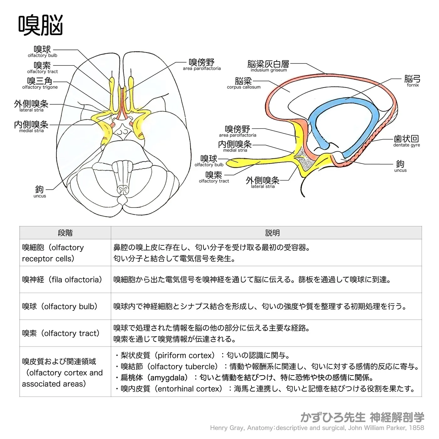 嗅脳