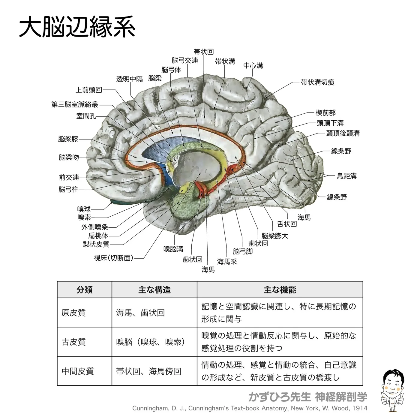 嗅脳と大脳辺縁系