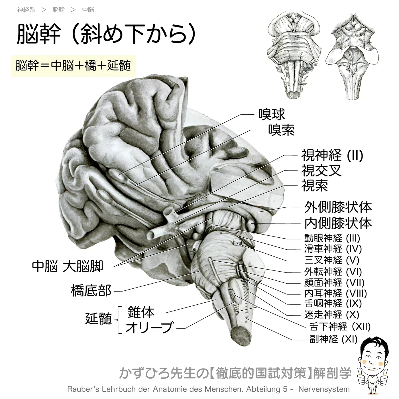 神経系-大脳下面と脳幹-斜め下から