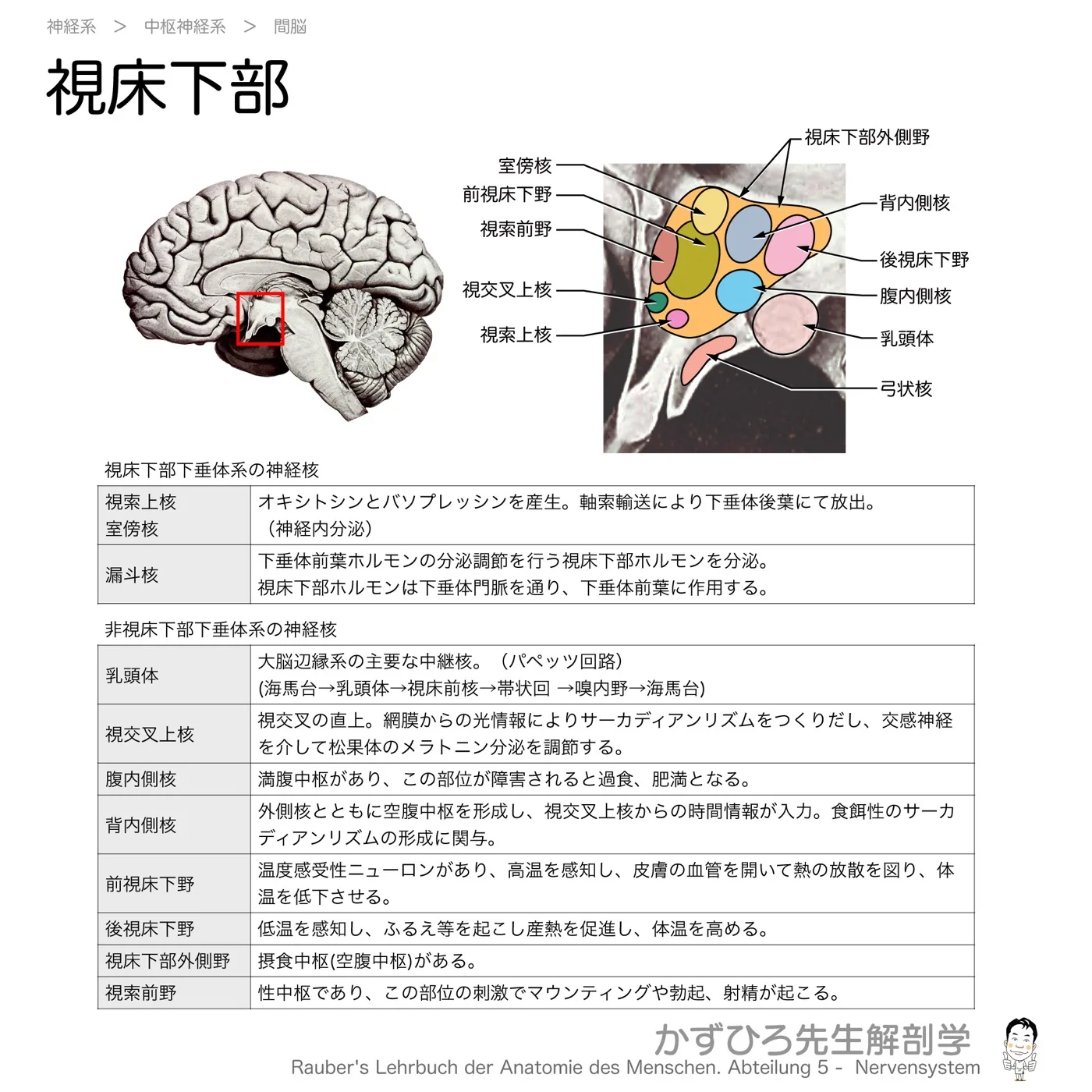 視床下部
