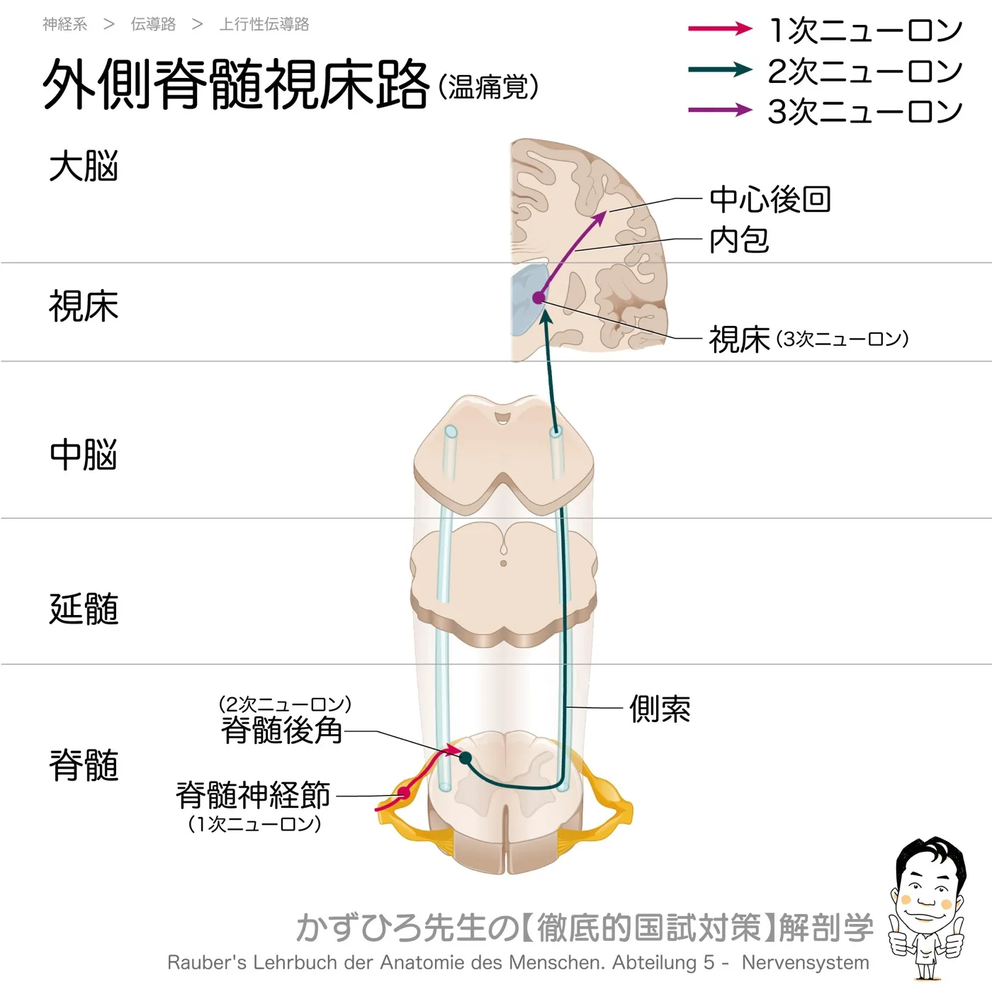 神経系-脊髄視床路