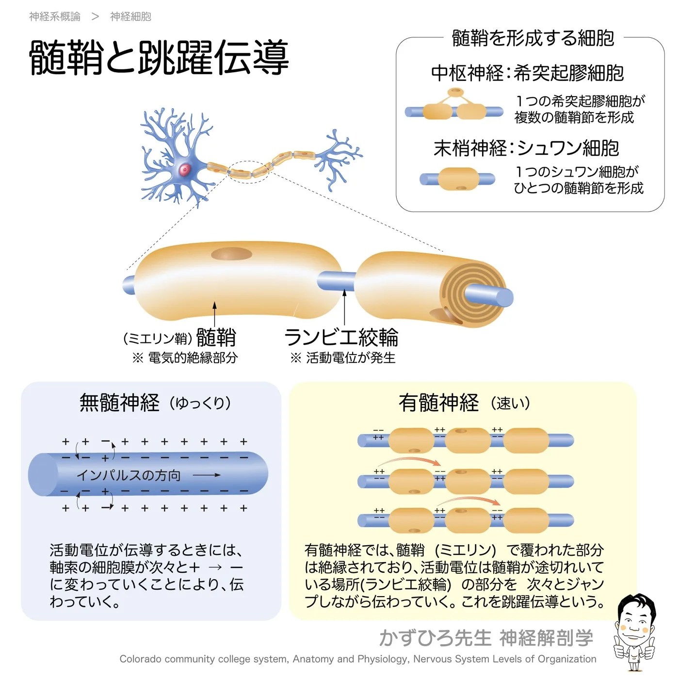 髄鞘と跳躍伝導