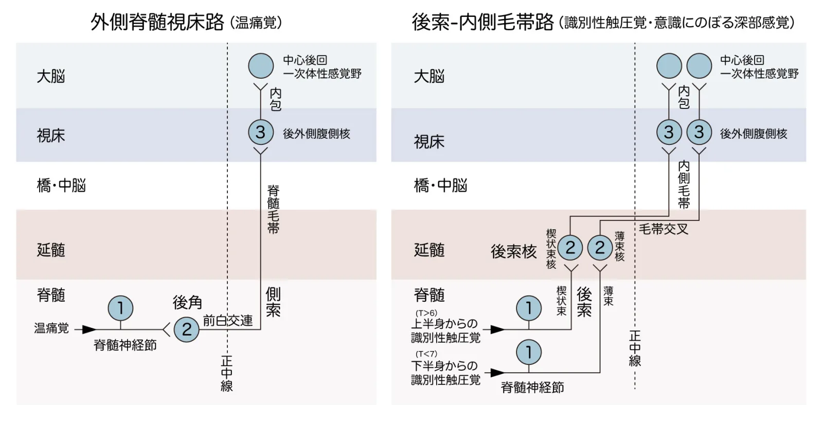 外側脊髄視床路-後索内側毛帯路-チャート