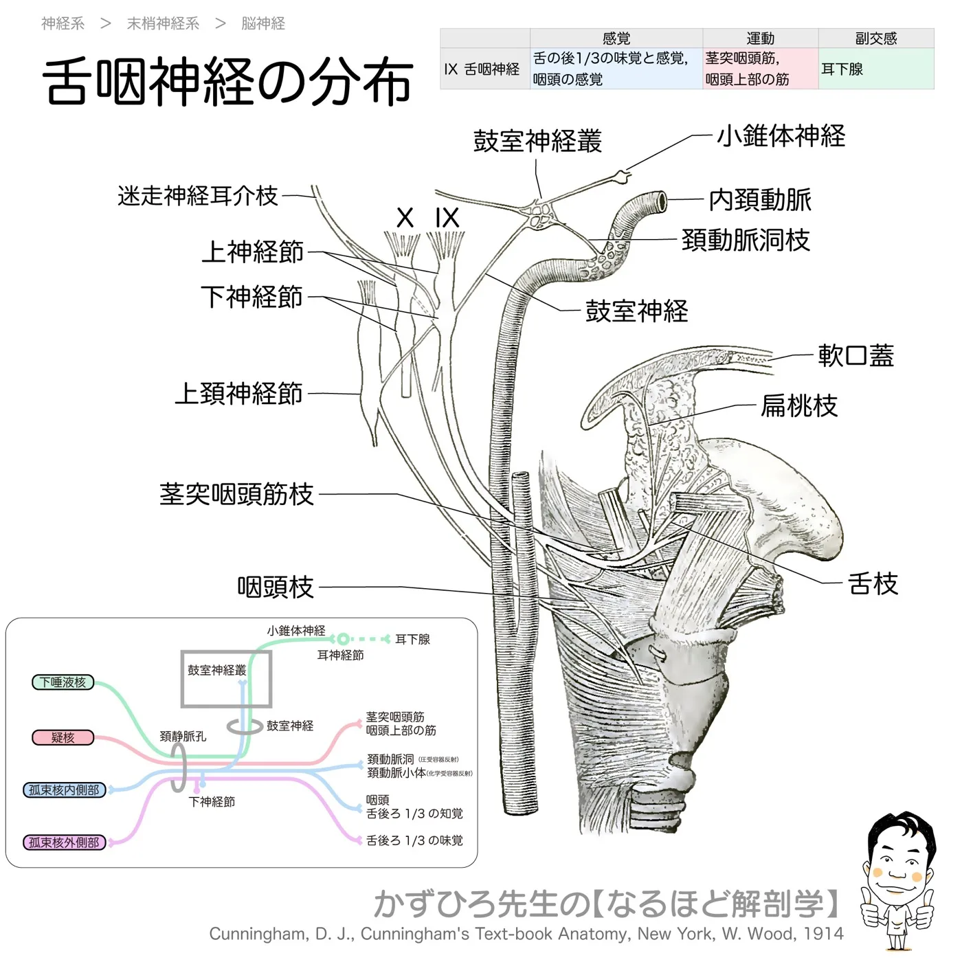 舌咽神経の分布