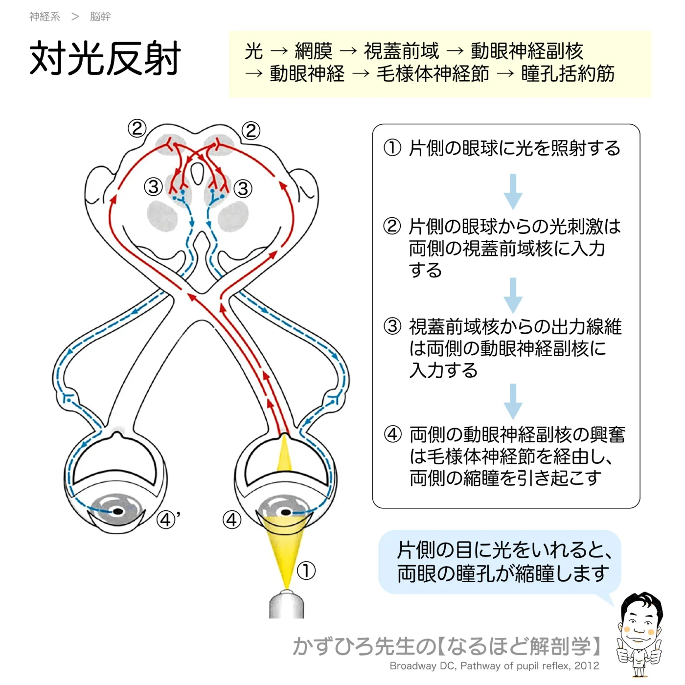 対光反射