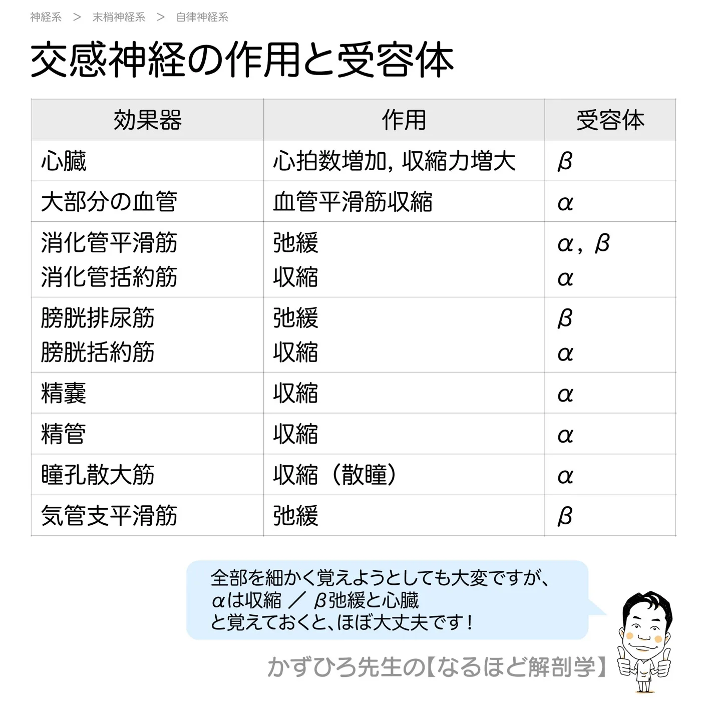 交感神経の作用と受容体