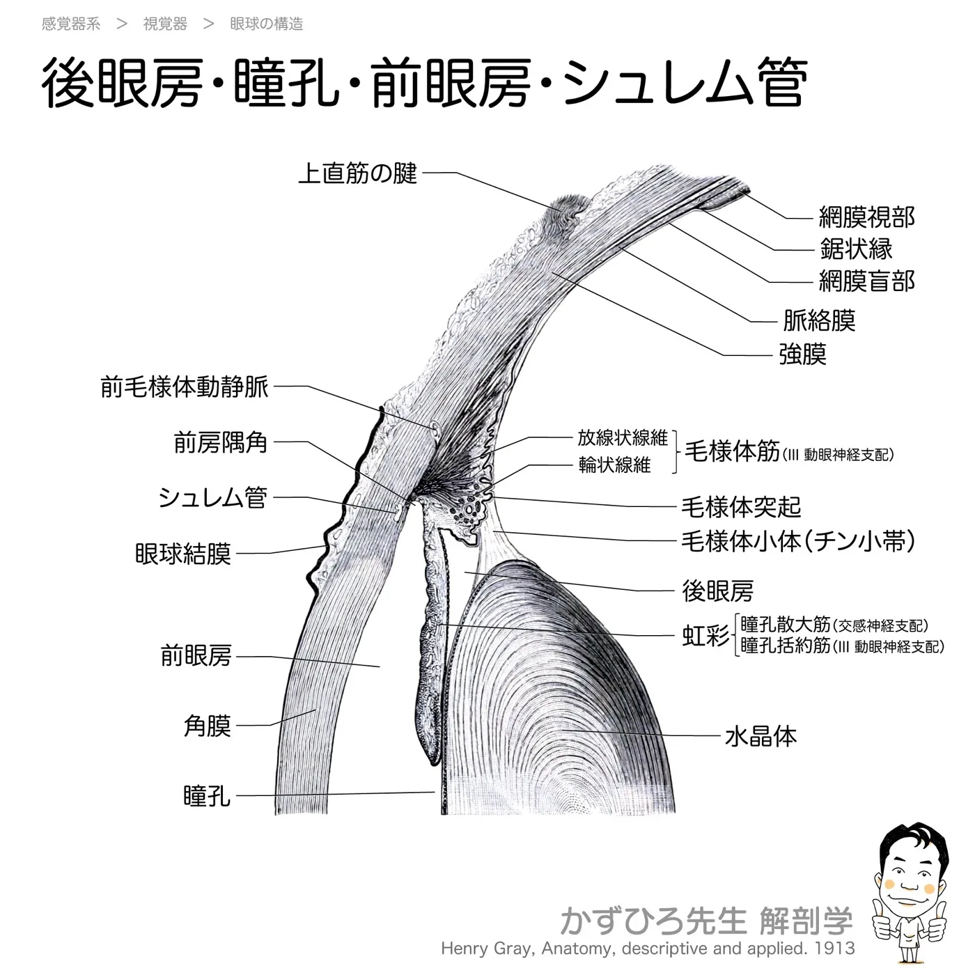 後眼房・瞳孔・前眼房・シュレム管