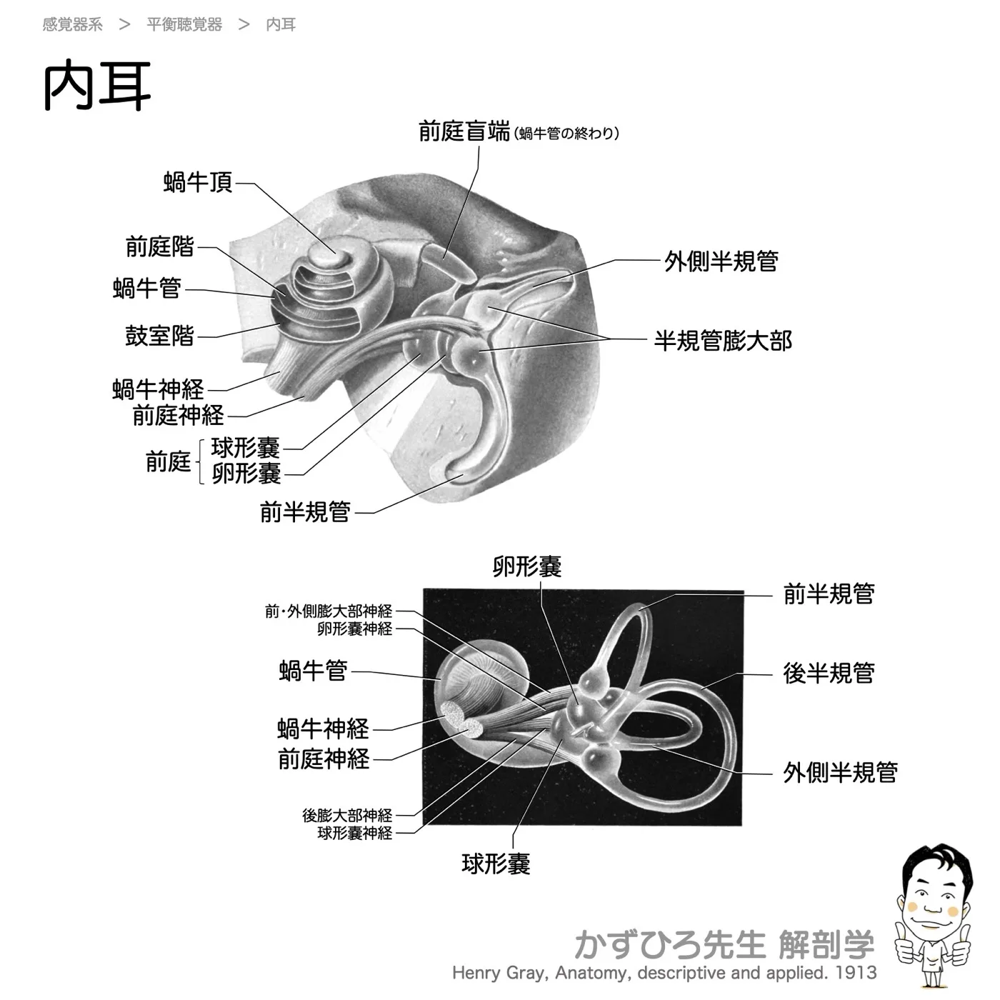 内耳