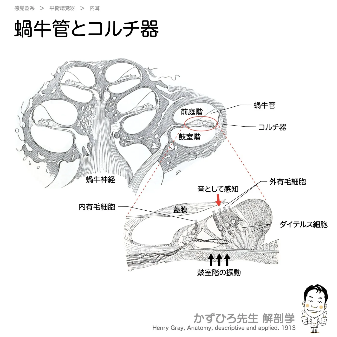 蝸牛管とコルチ器