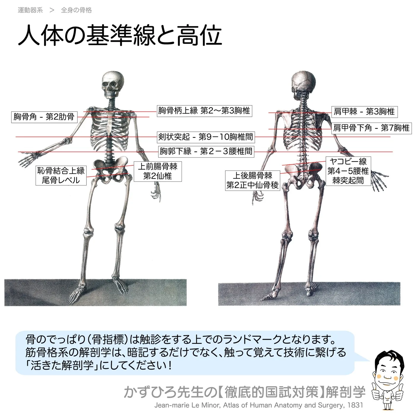 人体の基準線と高位