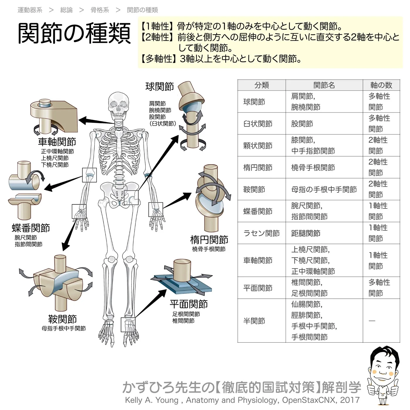 関節の種類