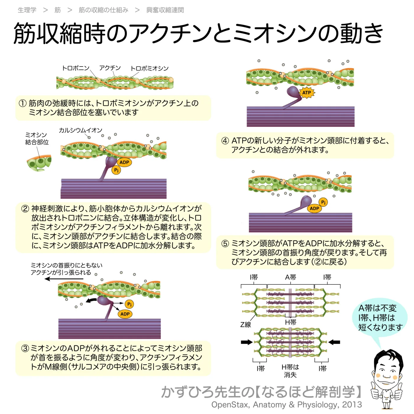 筋収縮時のアクチンとミオシンの動き