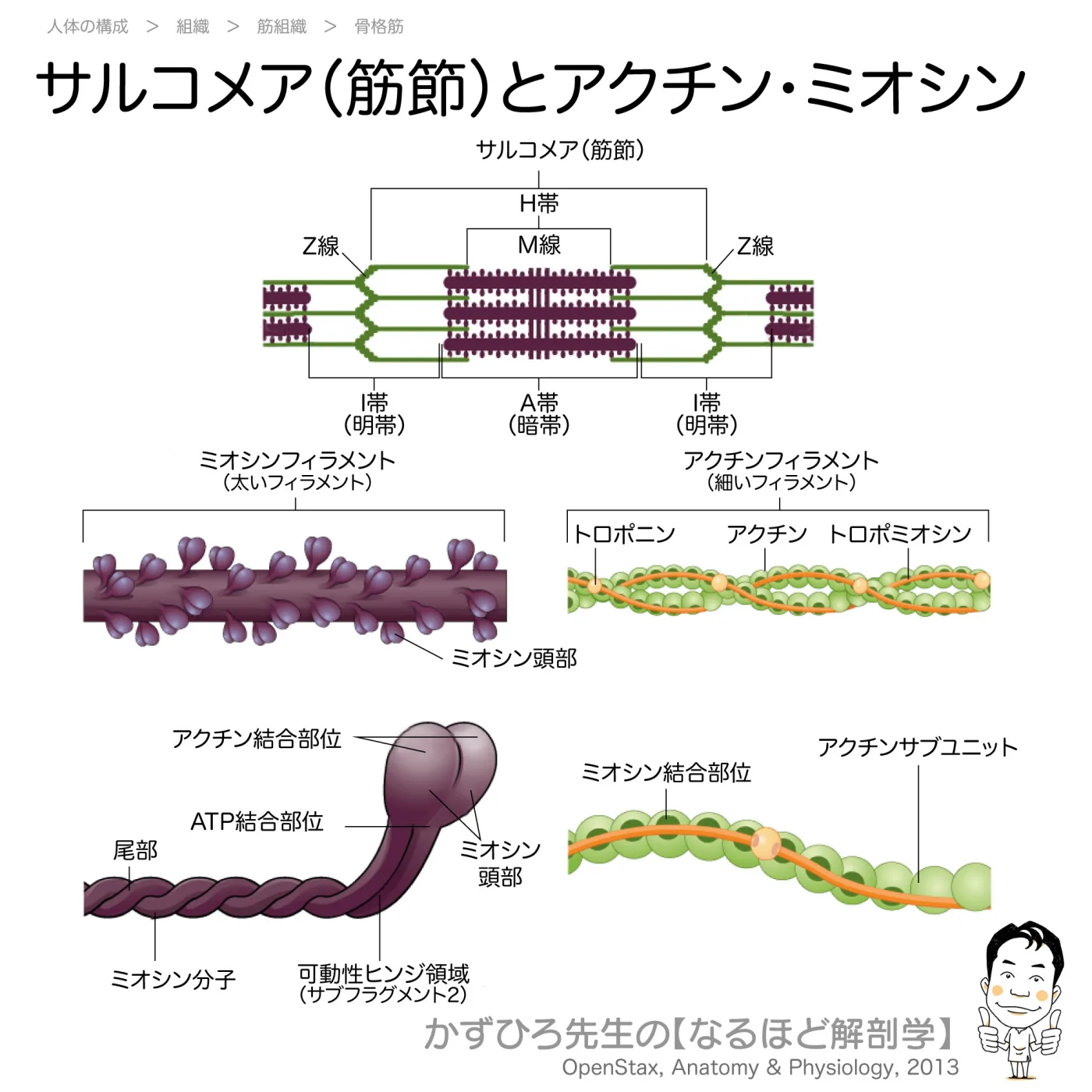 筋節・サルコメア（アクチン・ミオシン）