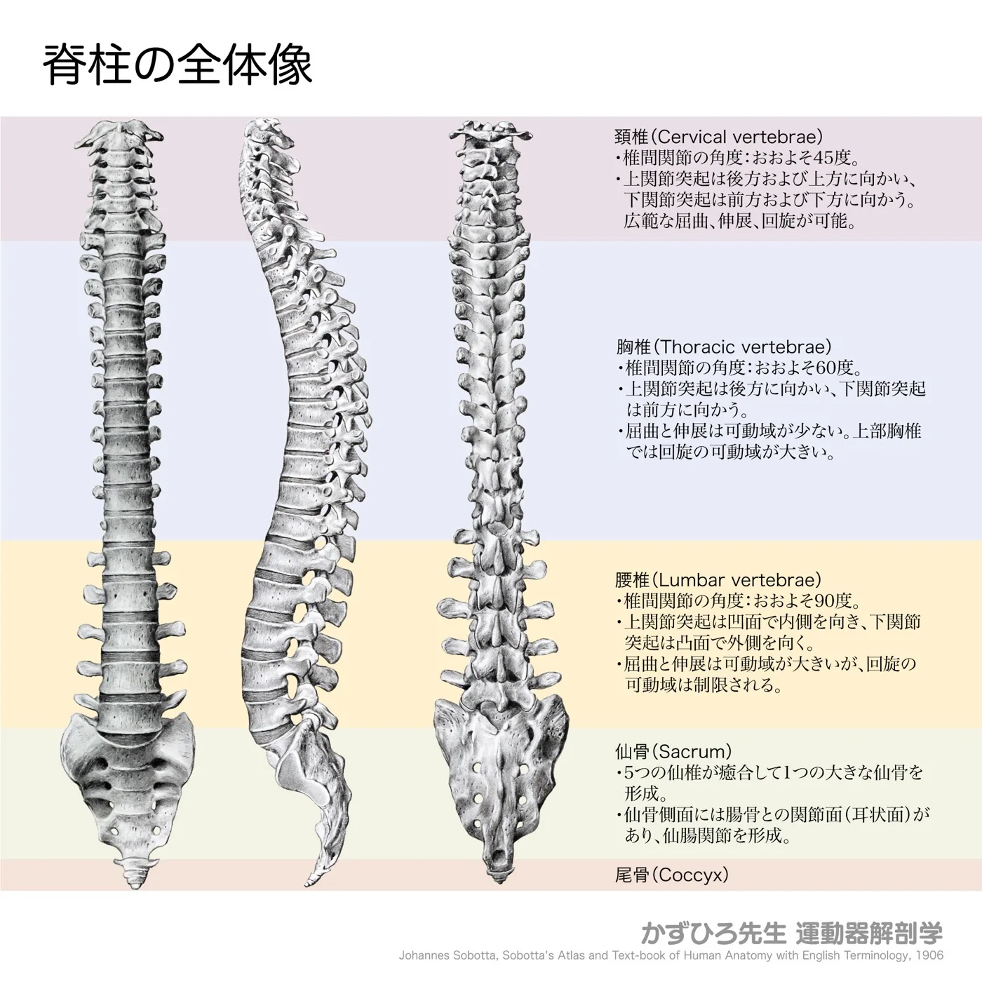 脊柱の全体像