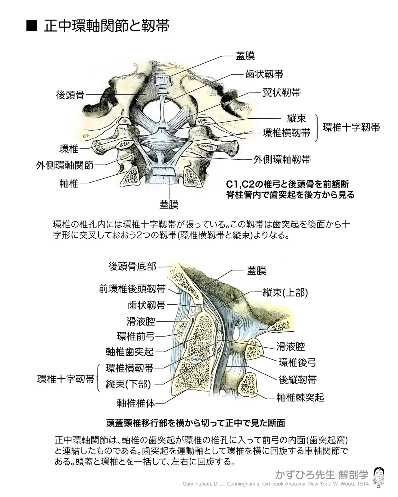 正中環軸関節と靱帯