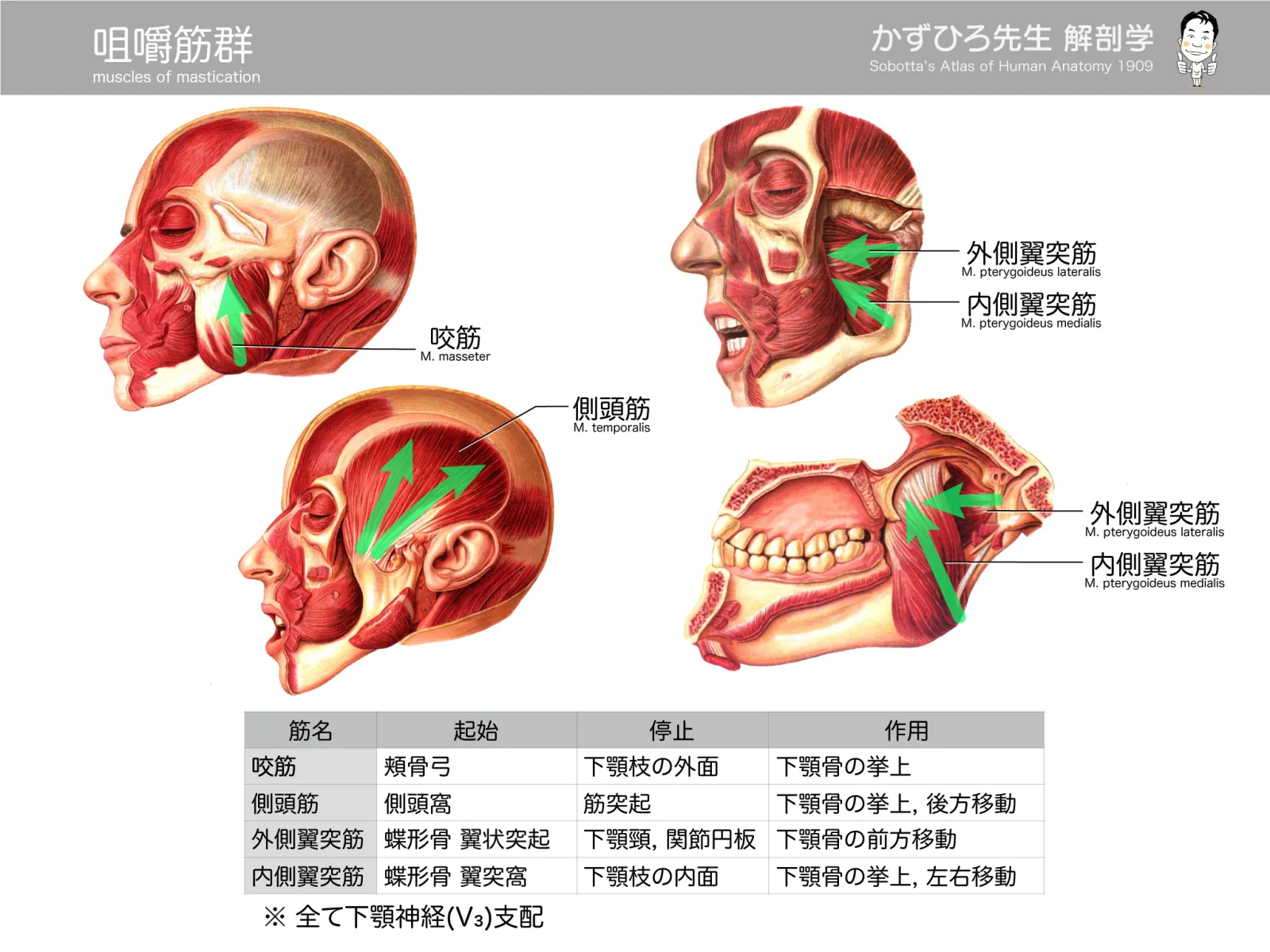 咀嚼筋群
