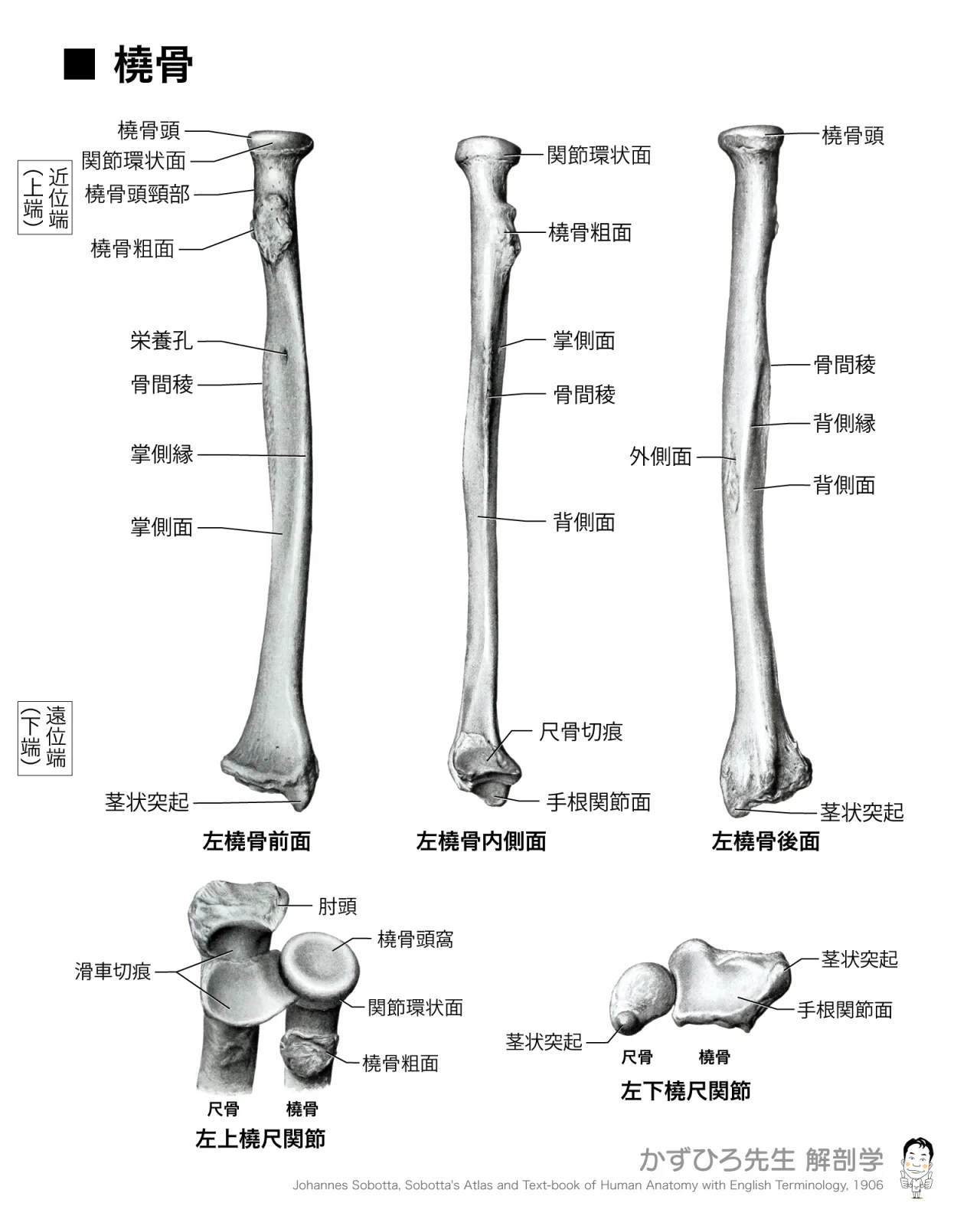 橈骨