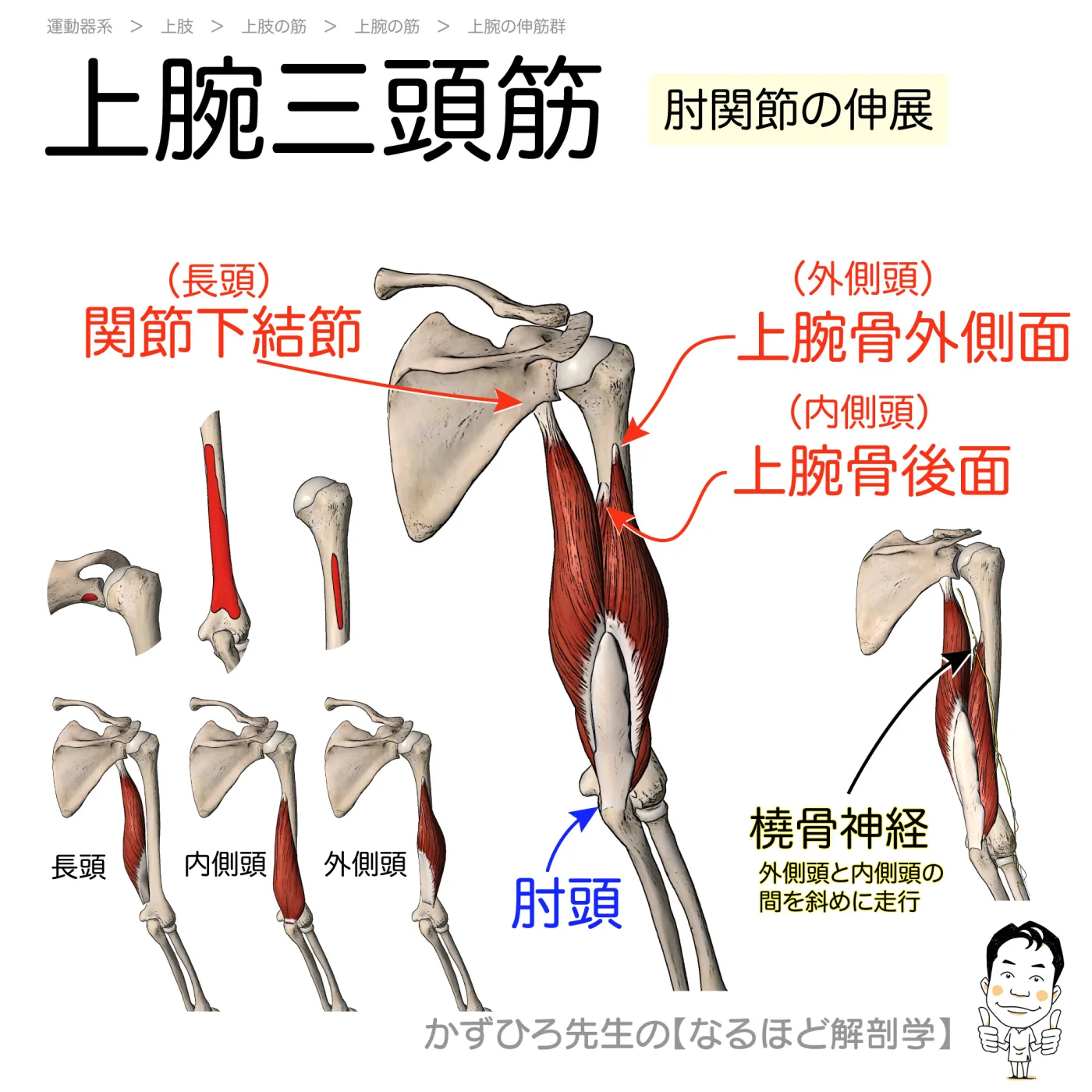 上腕三頭筋