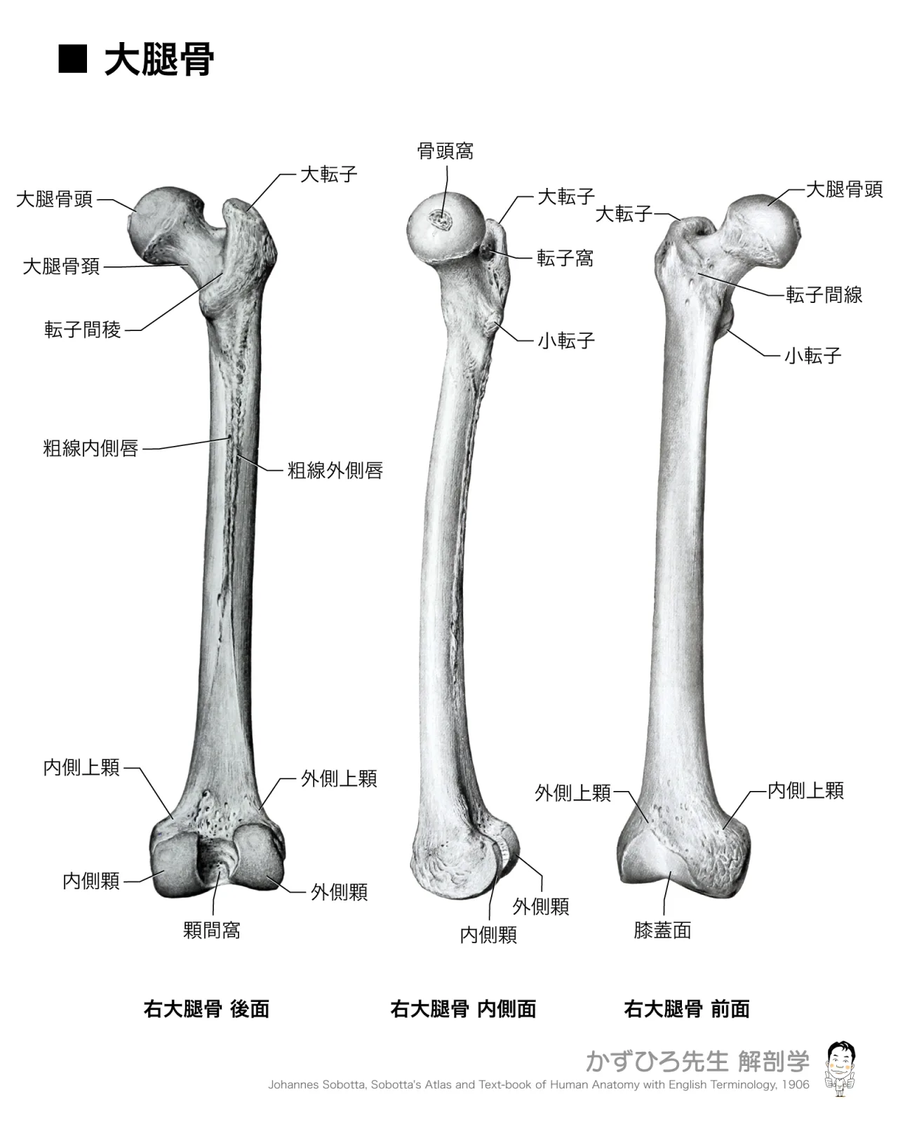 大腿骨
