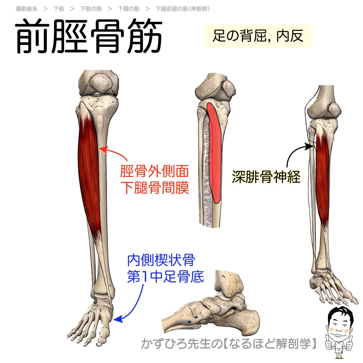 前脛骨筋