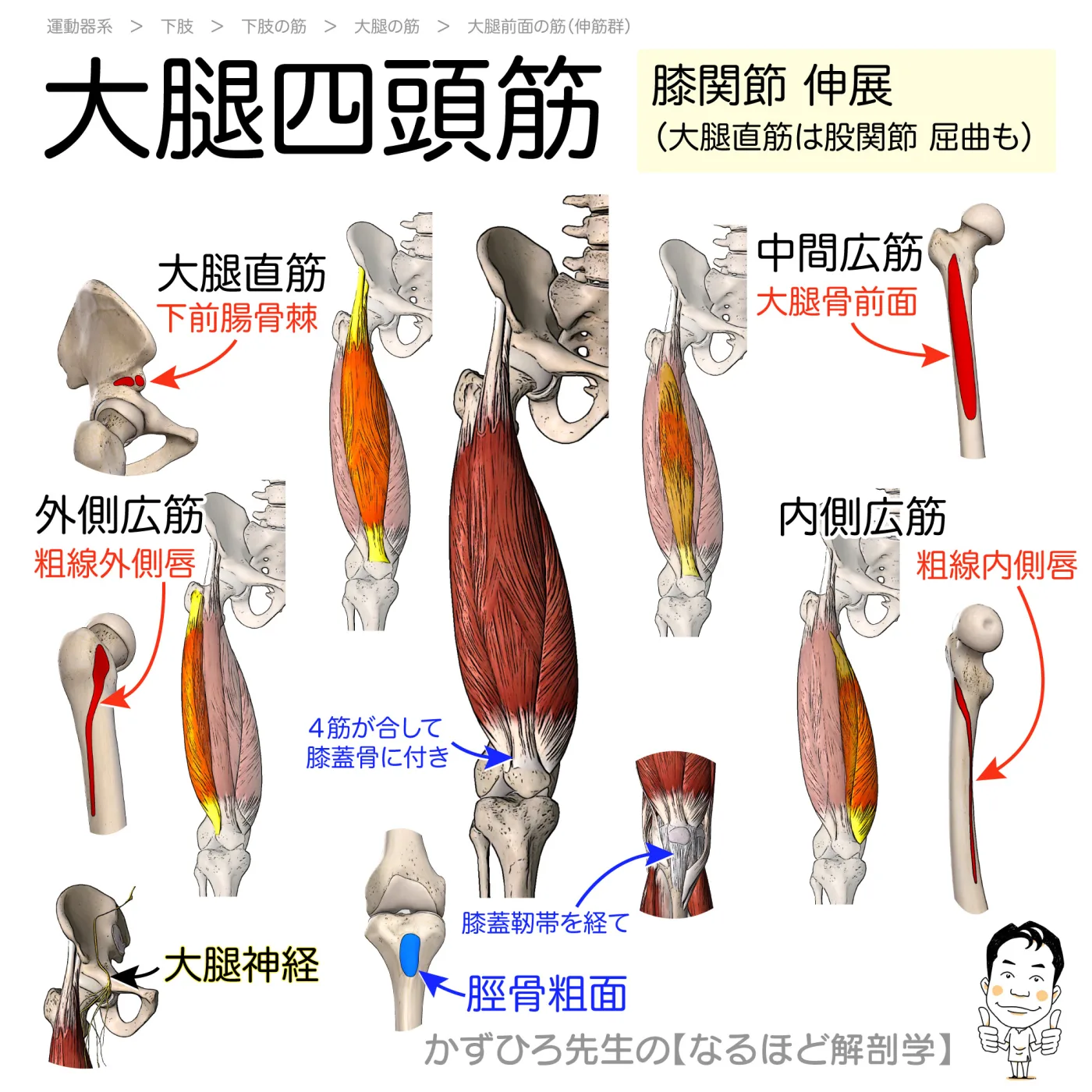 大腿四頭筋