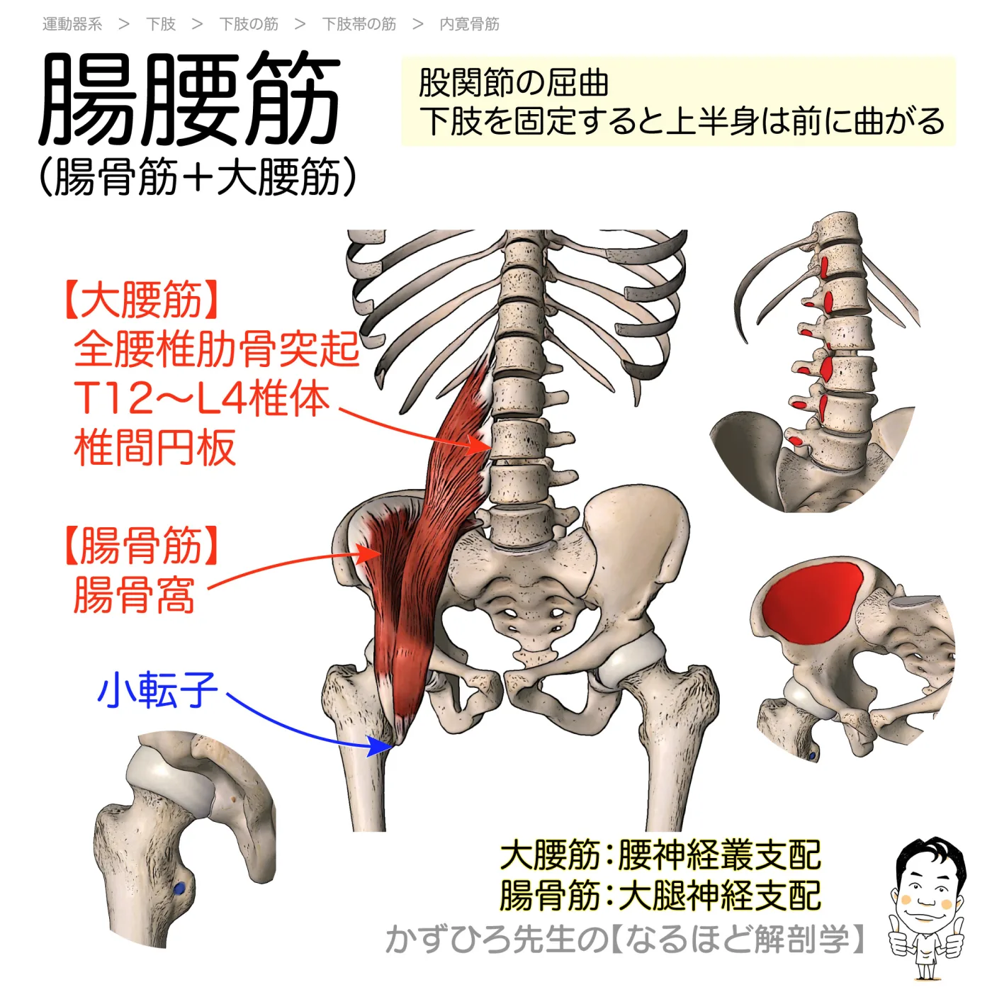 腸腰筋（腸骨筋＋大腰筋）