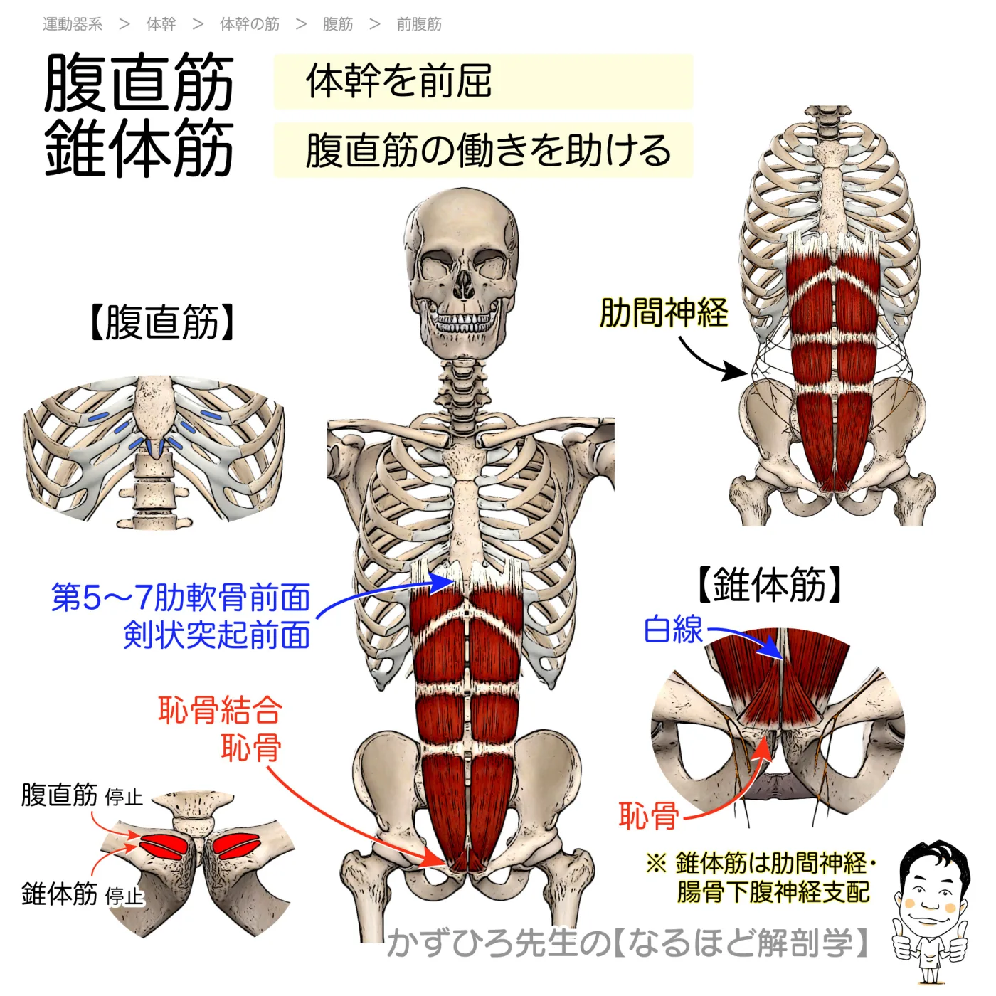 腹直筋・錐体筋