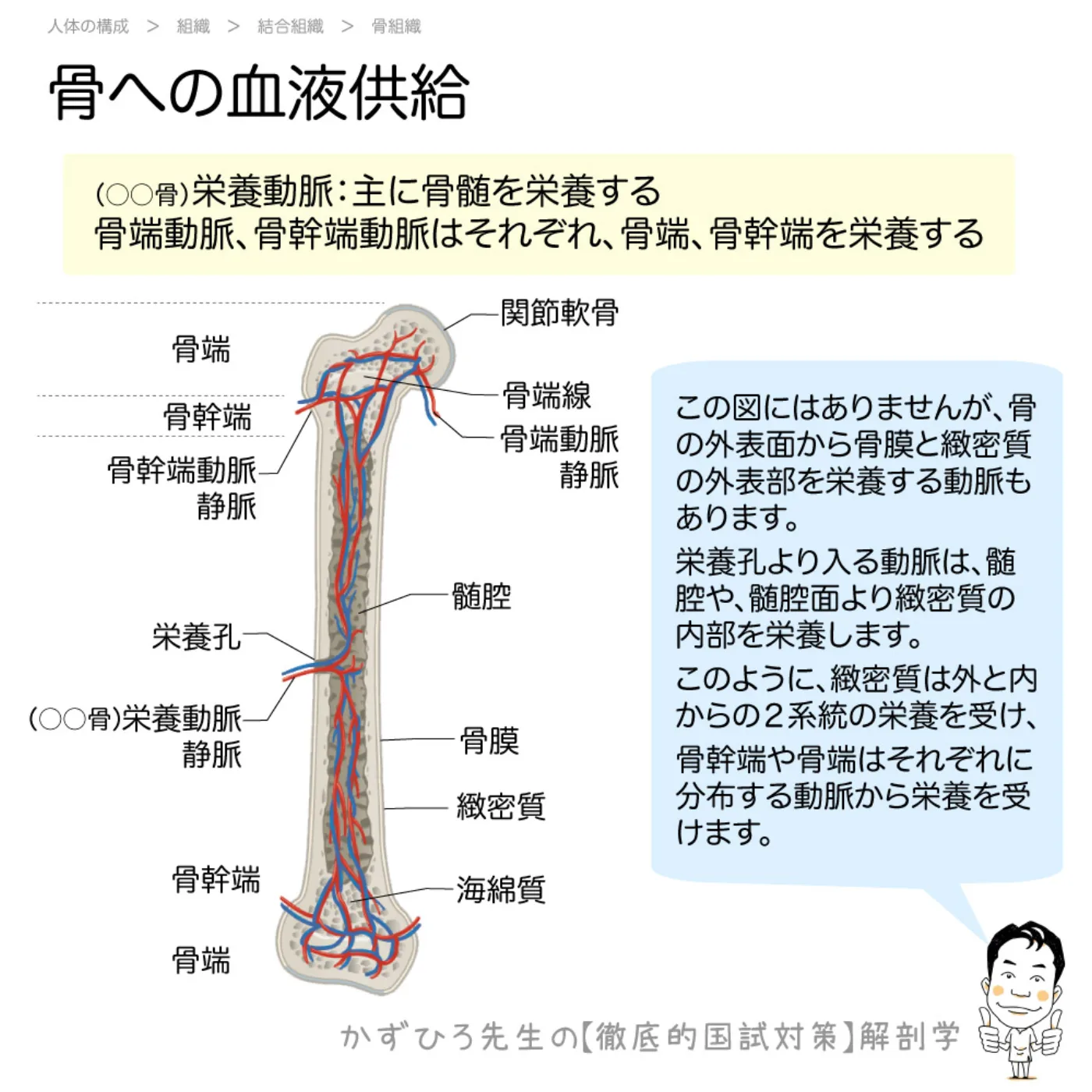 骨への血液供給