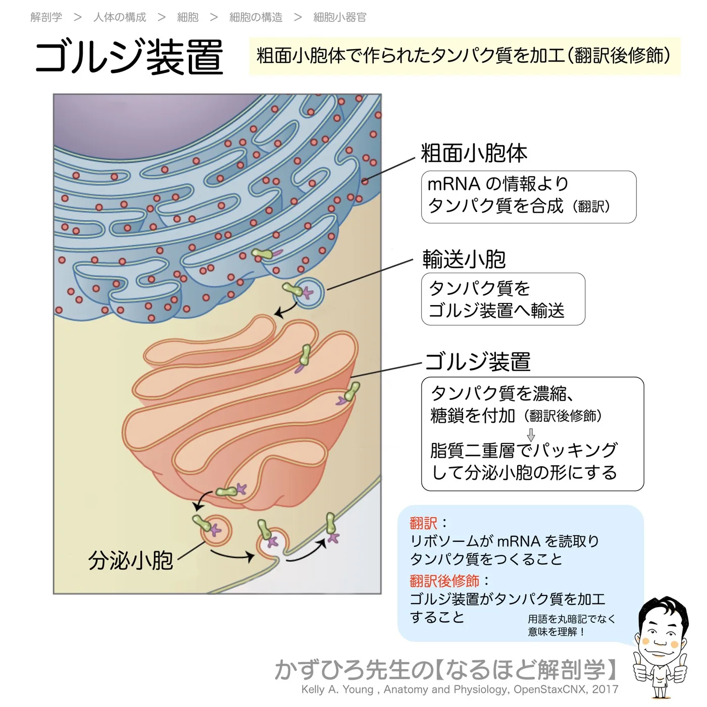 ゴルジ装置