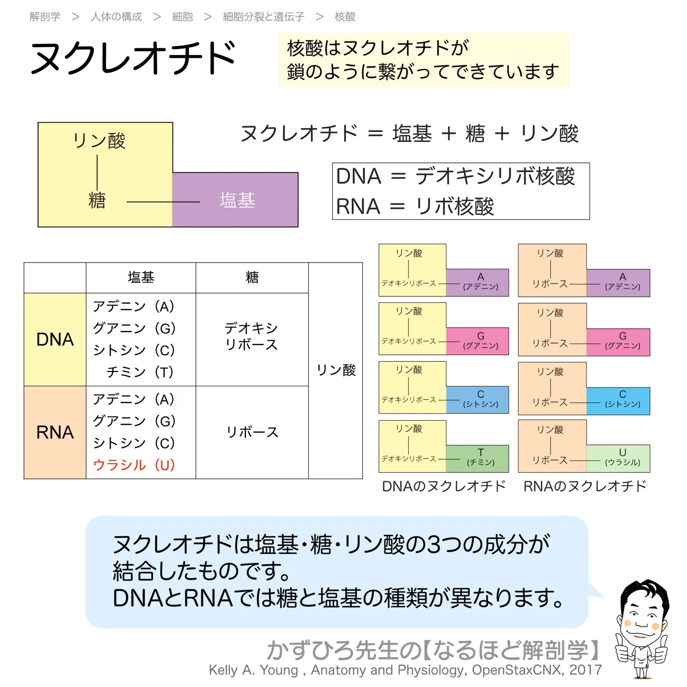 ヌクレオチド