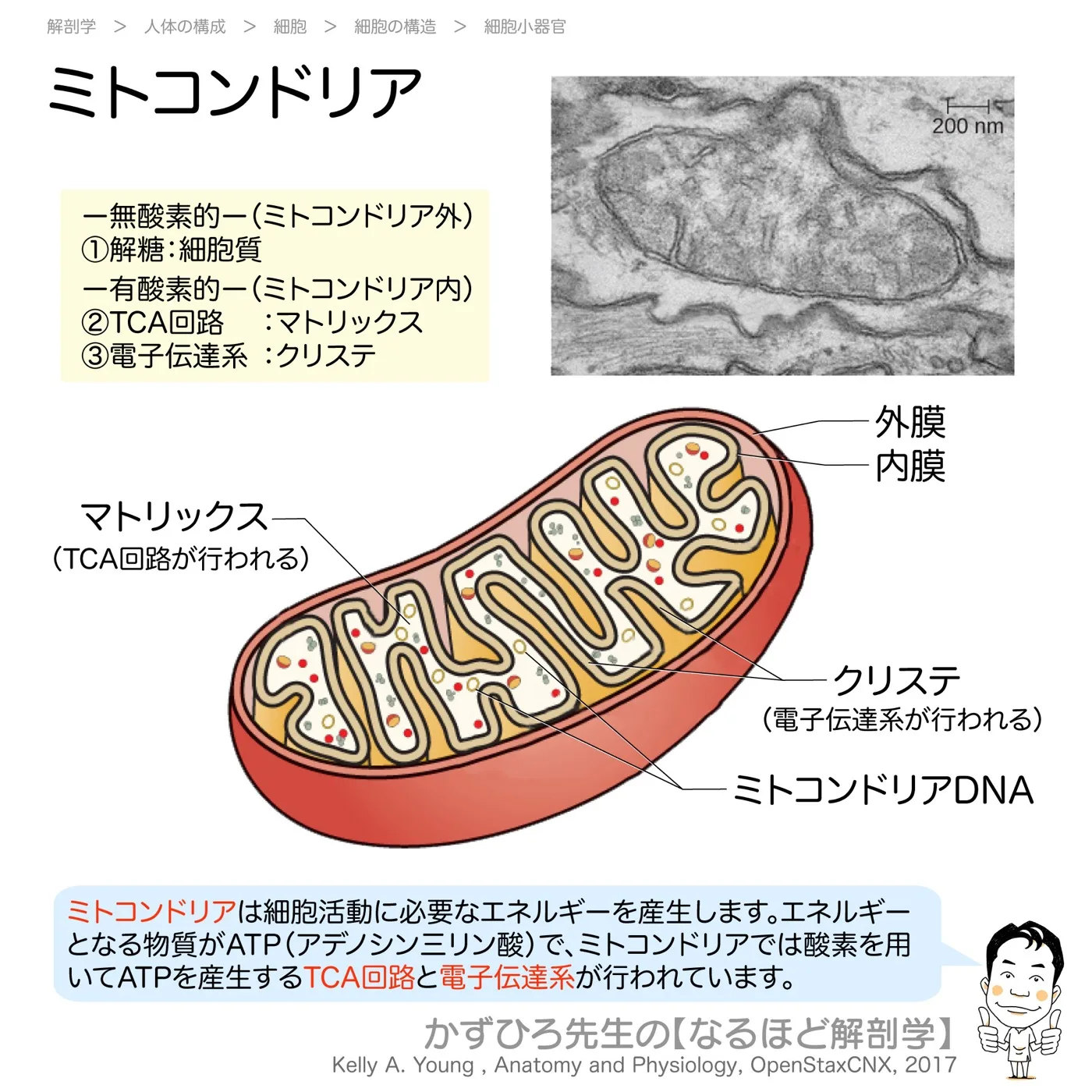ミトコンドリア