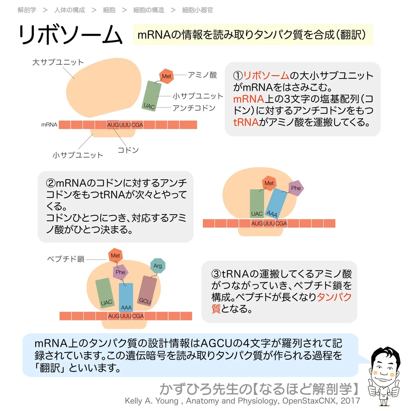 リボソーム